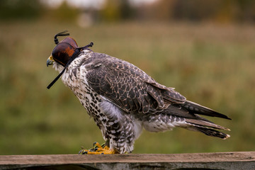The concept of falconry. Head cap, hood. Beautiful Falcon on a perch