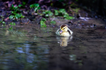 Chick duck sailing in clear water on a creek