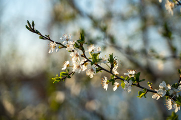 Spring branch with tons of blossoms