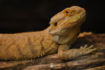 Close up of Bearded dragon (Pogona Vitticeps).