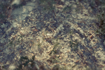 Magic forest toned close up texture. Natural abstract background with poplar fluff and seeds. Vintage toned.