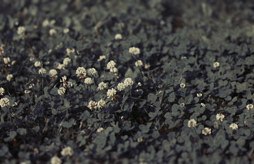 Romantic clover or shamrock meadow background. Nostalgic processing, vintage toned, 35mm style. Natural texture.
