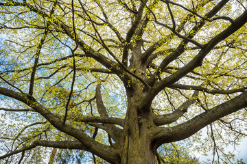 View from below of the branches of a oak tree in early spring