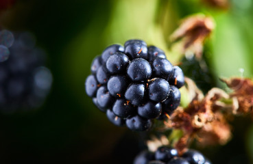 Rape blackberry with Leaves on a Sunny Day of Summer hanging on a brunch in fruit garden