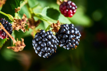 Rape blackberry with Leaves on a Sunny Day of Summer hanging on a brunch in fruit garden