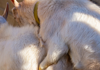 Goat breeding. Love couple. Reproduction season-spring rutting. Courtship and copula in...
