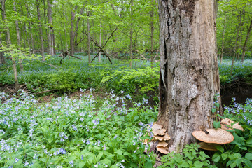 A massive spring bloom of virginia bluebells carpets the forest floor in a midwest woodland.