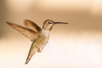 Obraz premium Hummingbird Hovering in a Suburban Backyard