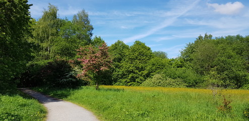 Fototapeta na wymiar landscape with path and trees
