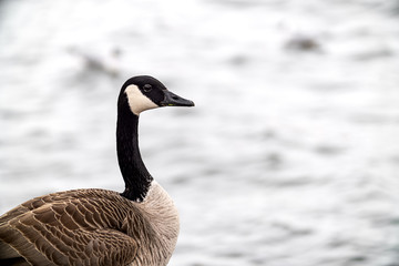 portrait of a Canada goose