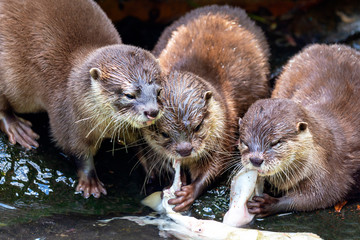 Lontra canadensis - North American Otter, three weasel beasts feeding