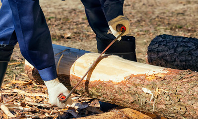 Man removes bark from a pine
