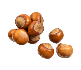 hazelnut filbert isolated on white background