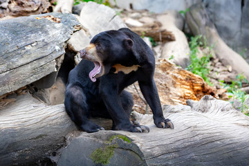 Helarctos malayanus - Malayan bear is the smallest bear in the world. It sits on a tree trunk, its mouth open and its tongue out.