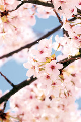 Sakura - Japanische Kirschblüte 
