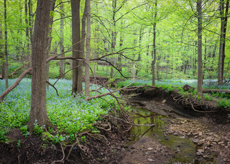 Virginia bluebells line the banks of Lily Cache Creek as it winds its way through O'Hara Woods Nature Preserve in Will County, Illinois.