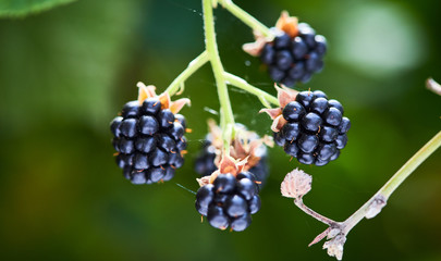 Rape blackberry with Leaves on a Sunny Day of Summer hanging on a brunch in fruit garden
