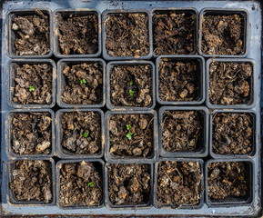 Seedlings in small pots from above - seeds in soil in the spring - in the glasshouse