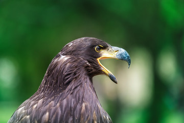 Haliaeetus albicilla - young sea eagle with open beak with beautiful green bokeh