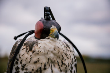 The concept of falconry. Head cap, hood. Beautiful hawk on a perch. Close up