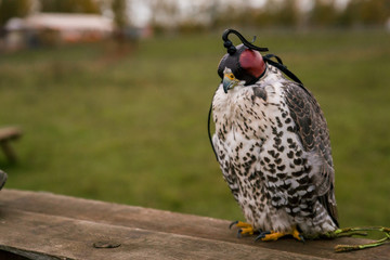 The concept of falconry. Head cap, hood. Beautiful hawk on a perch