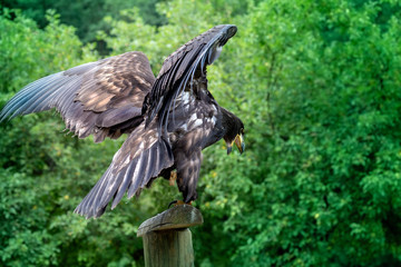 Fototapeta premium Haliaeetus albicilla - young sea eagle with open beak with spread wings resting on wooden pole