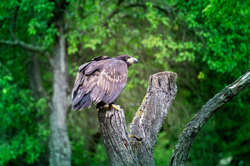 Haliaeetus albicilla - sea eagle sitting on a tree trunk looking out for its prey, around it are green trees
