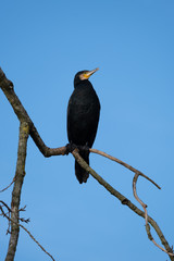 Kormoran sitzt auf Ast im Baum am frühen morgen im Gegenlicht