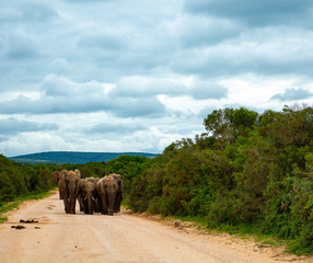 Naklejka na ściany i meble Elephant Rolling in the mud at Addo Elephant national Park