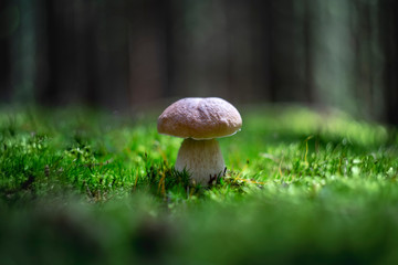 Still life in a forest with a real mushroom growing in a beautiful, lush, green moss. In the background trees and shining light.