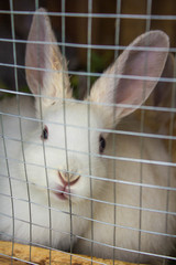 white rabbit in his wooden house resting