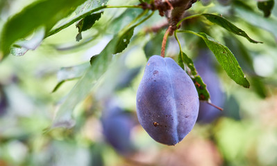Rape plum with Leaves on a Sunny Day of Summer hanging on a brunch in fruit garden