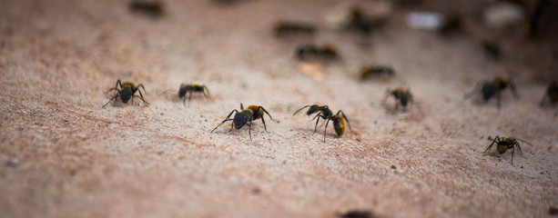 ants running on the cement floor