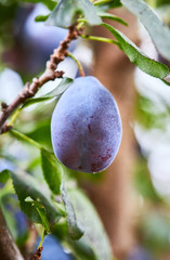 Rape plum with Leaves on a Sunny Day of Summer hanging on a brunch in fruit garden