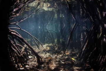 Curved prop roots descend to the shallow seafloor of a mangrove in Raja Ampat, Indonesia. Mangroves in this remote region are ecologically vital, supporting a huge variety of fish and invertebrates.