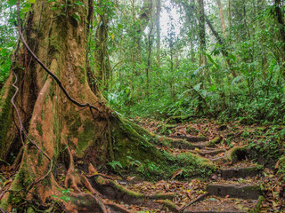 Pfad durch den tropischen Nebelwald von Monteverde in Costa Rica mit typischen Luftwurzeln
