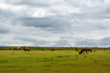 Kudu Grazing At Addo Elephant National Park