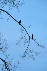 Kormoran sitzt auf Ast im Baum am frühen morgen im Gegenlicht