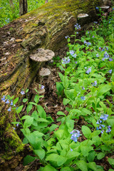 Virginia bluebells sprout on the forest floor next to a decaying log with shelf fungus in the...