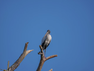 Obraz premium Woodstork