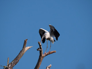 Woodstork