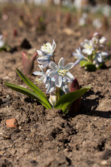 Pushkinia, white and blue spring flower in the garden.