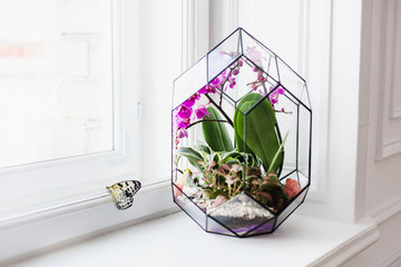 Florarium - composition of succulents, stone, sand and glass, element of interior, home decor, glass terarium