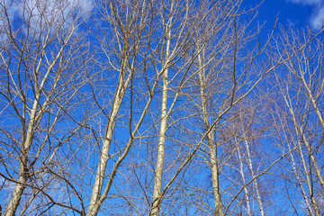Fototapeta na wymiar The tops of aspen trees, in the rays of the spring sun, without