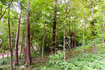 Beautiful Trees in nature background