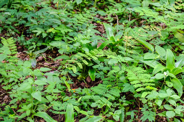Beautiful Trees in nature background