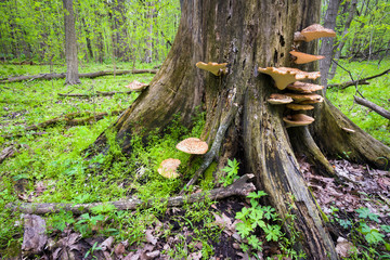 Shelf fungi on a dead tree trunk demonstrate the cycle of renewal and decay in a Midwest woodland.