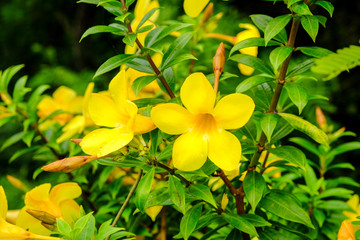 Yellow flower in green nature background