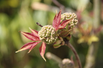 Sambucus racemosa golden leaves tree 