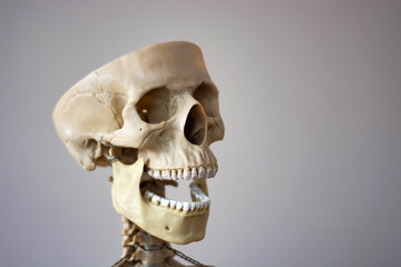 Anatomically correct medical model of the human skull